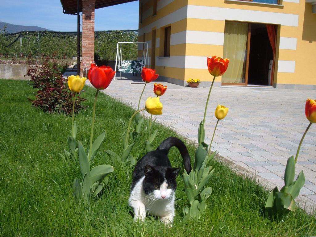 Agriturismo Fior Di Campo Dronero Exterior photo